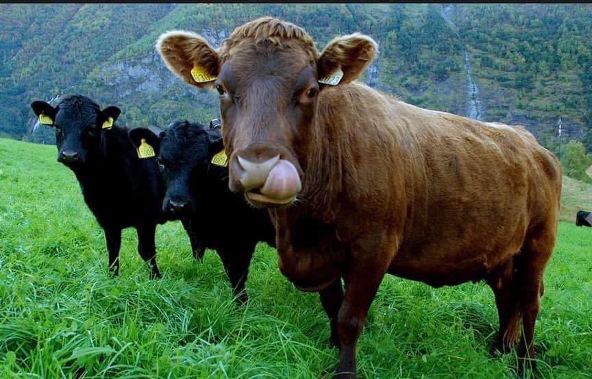 Bråten Gård - Ved foten av Norefjell